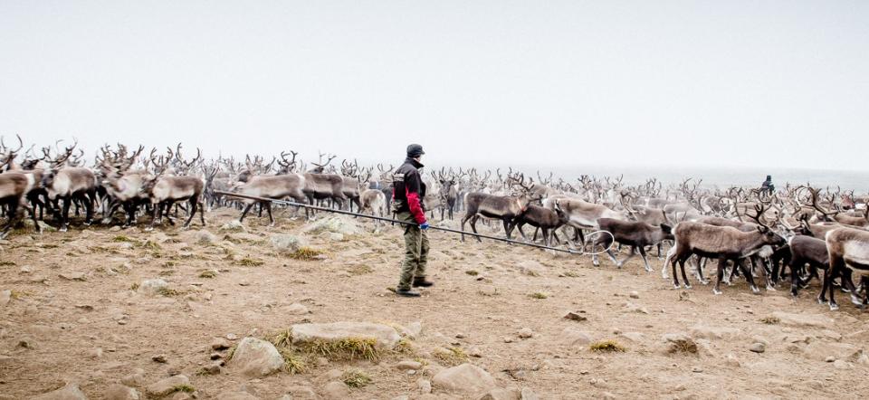 Reindeers in Arctic 