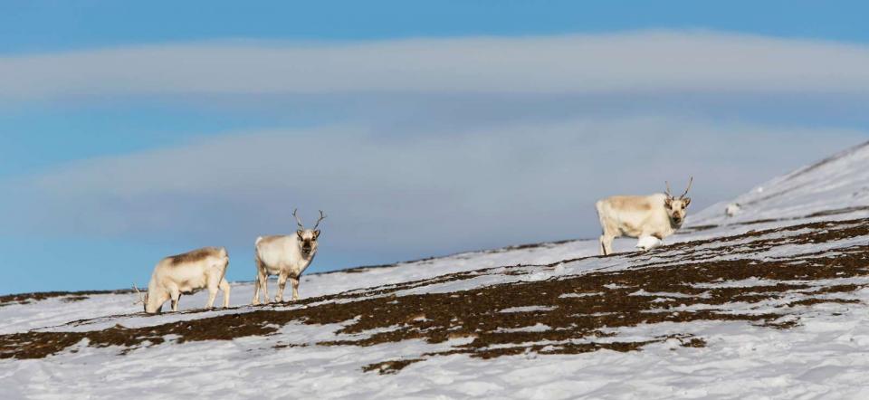 Reindeers in snow.