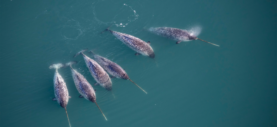 Photo of six Greenland narwhals seen from above.