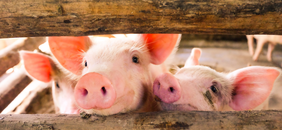 Pigs. Photo by iStock.