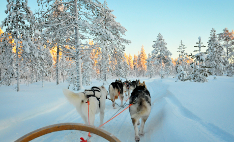 dog sledge