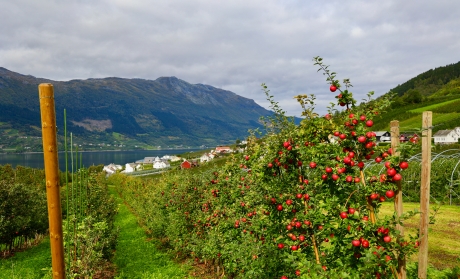 Apples and mountains