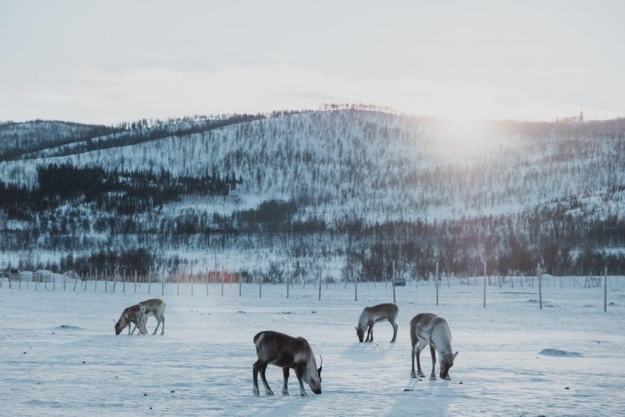 Reindeer herd in Tromsø.