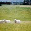 Sheep in a field in spring