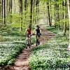 Two cyclists at a forest path.