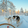 dog sledge