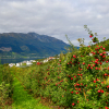 Apples and mountains